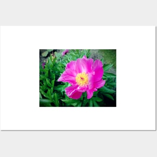 peony Posters and Art